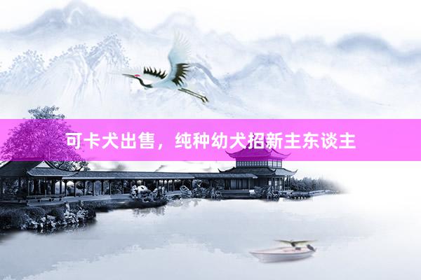 可卡犬出售，纯种幼犬招新主东谈主